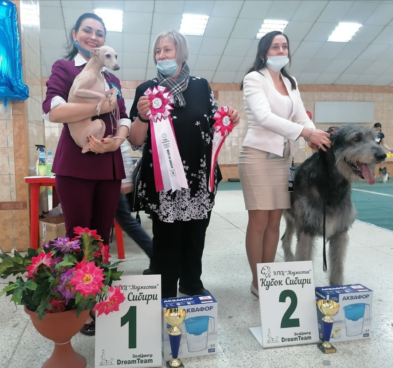 Наш самый звёздный выпускник. Professional Italian Greyhound Kennel RKF/FCI ASTI SAPPHIRE 💎 Sochi|St. Petersburg