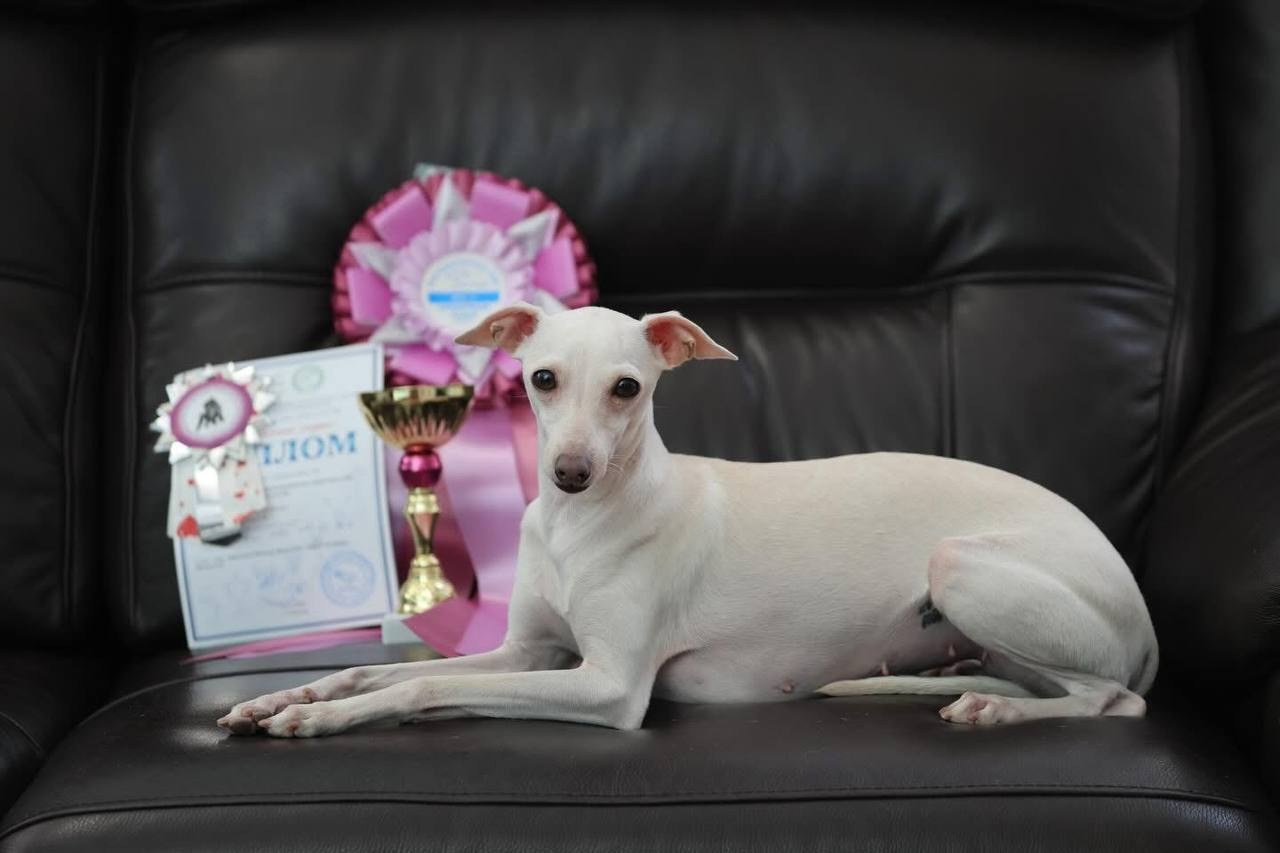 Белые девочки. Профессиональный питомник левреток РКФ/FCI ASTI SAPPHIRE 💎 Сочи|Санкт-Петербург