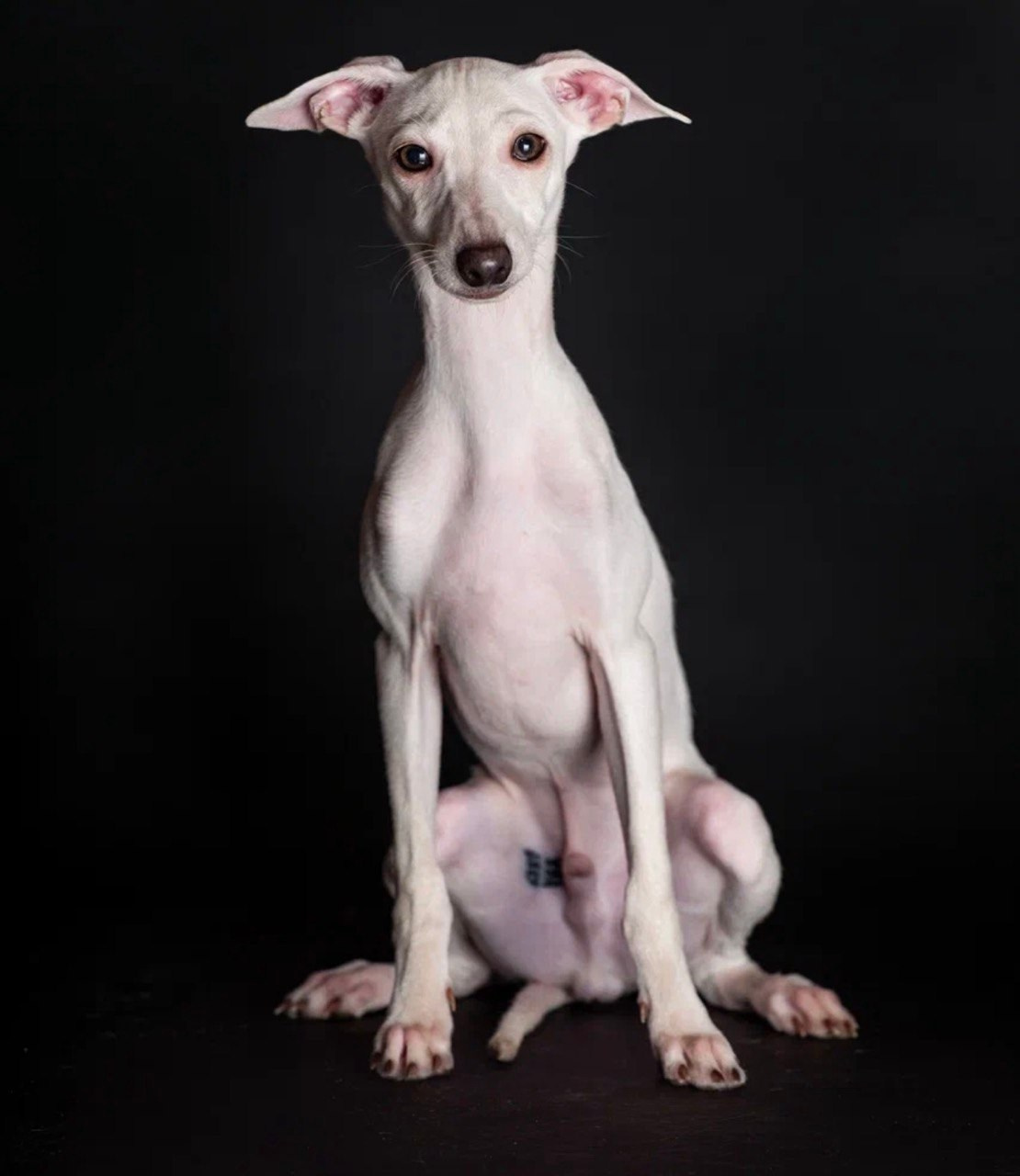 Jeremy & Jupiter. Профессиональный питомник левреток РКФ/FCI ASTI SAPPHIRE 💎 Сочи|Санкт-Петербург