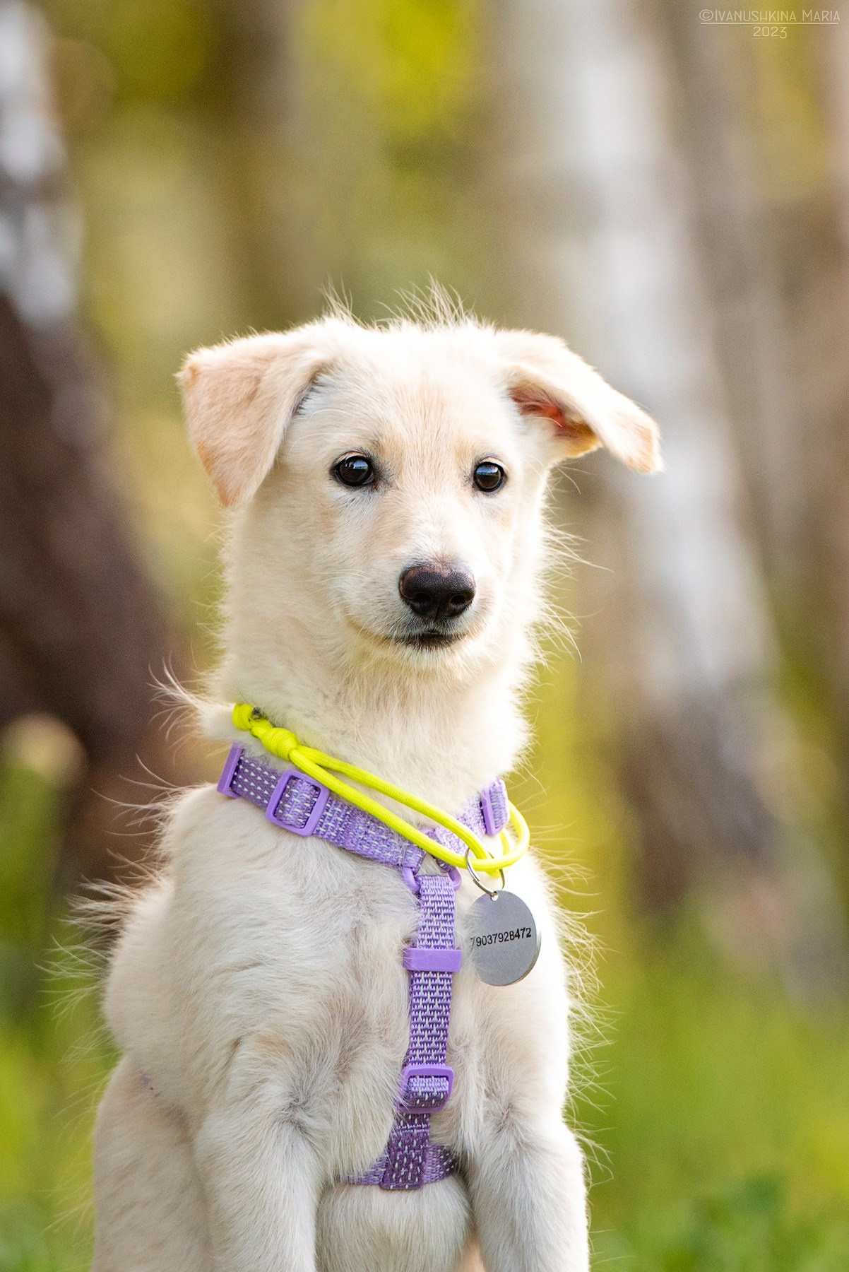 Пиарные фотосессии собак на пристройство. Фотограф собак в Москве и Московской области Иванушкина Мария