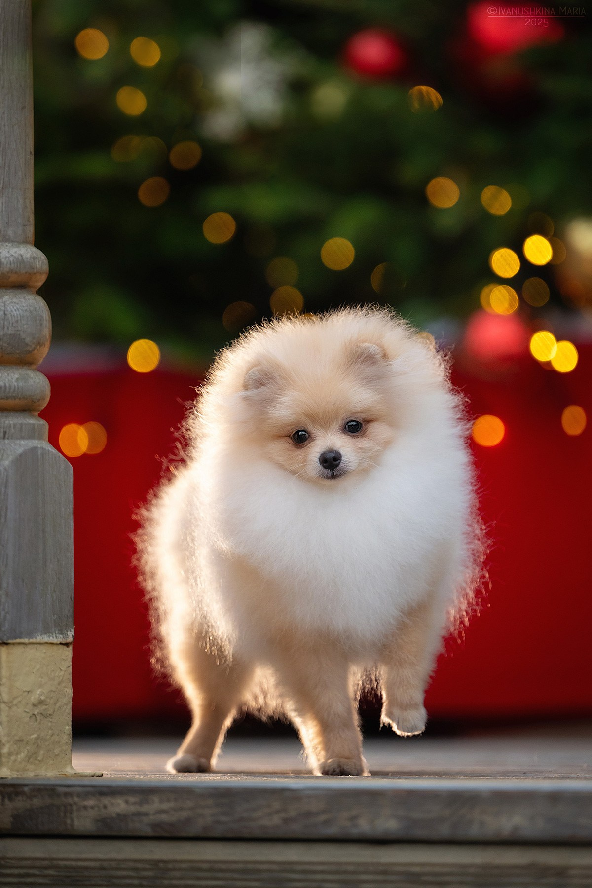 Фотосессия щенков на продажу. Фотограф собак в Москве и Московской области Иванушкина Мария