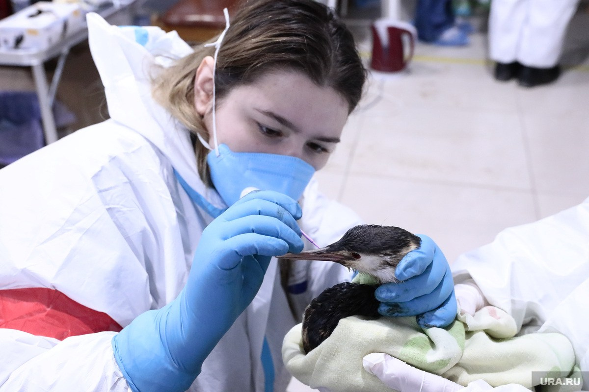 Разлив нефти в Чёрном море — 2025. Роман Наумов профессиональный фотограф