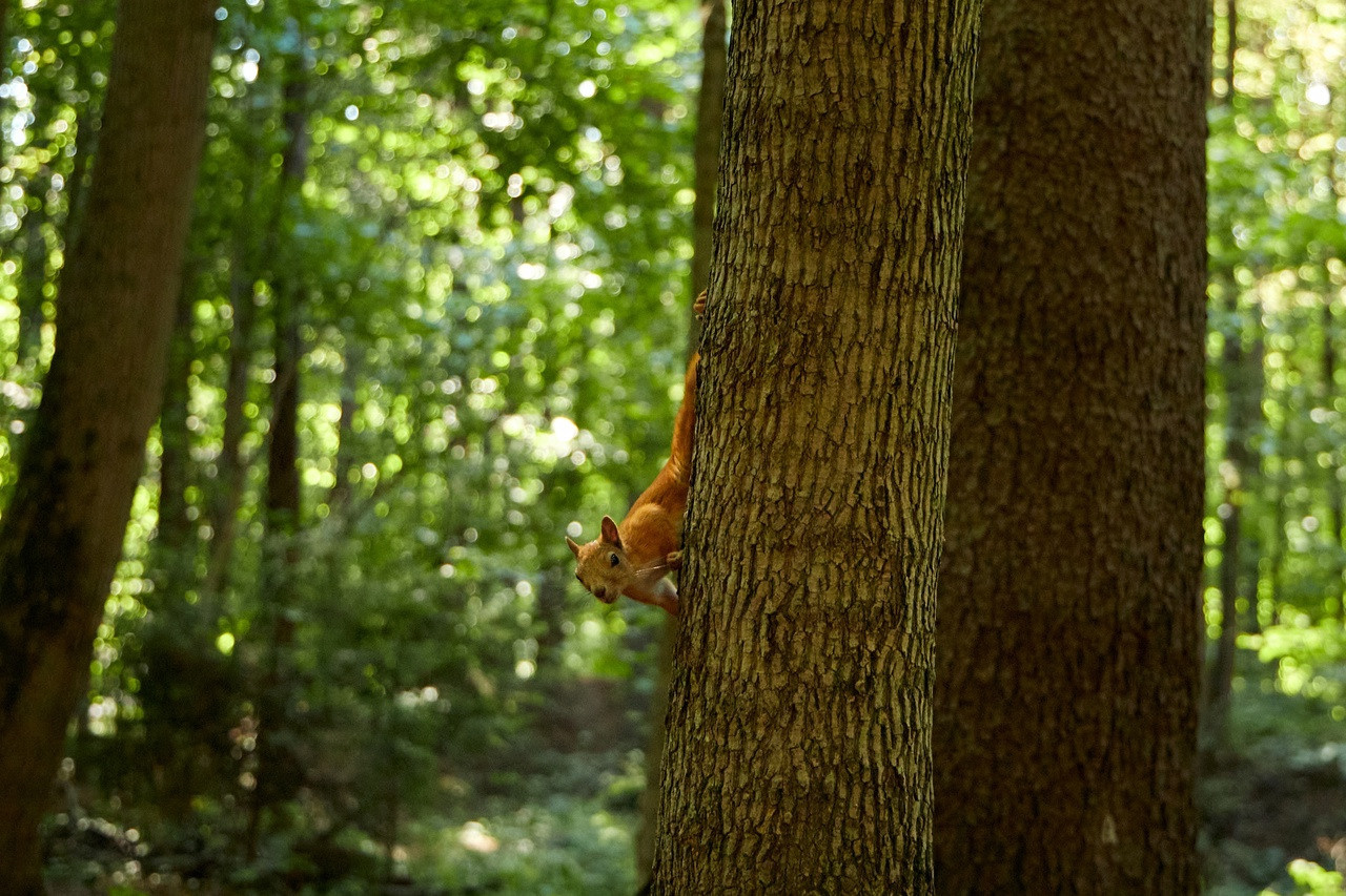 Прогулочные фотосессии. Предметный и контентный фотограф в Москве Курочкина Оксана