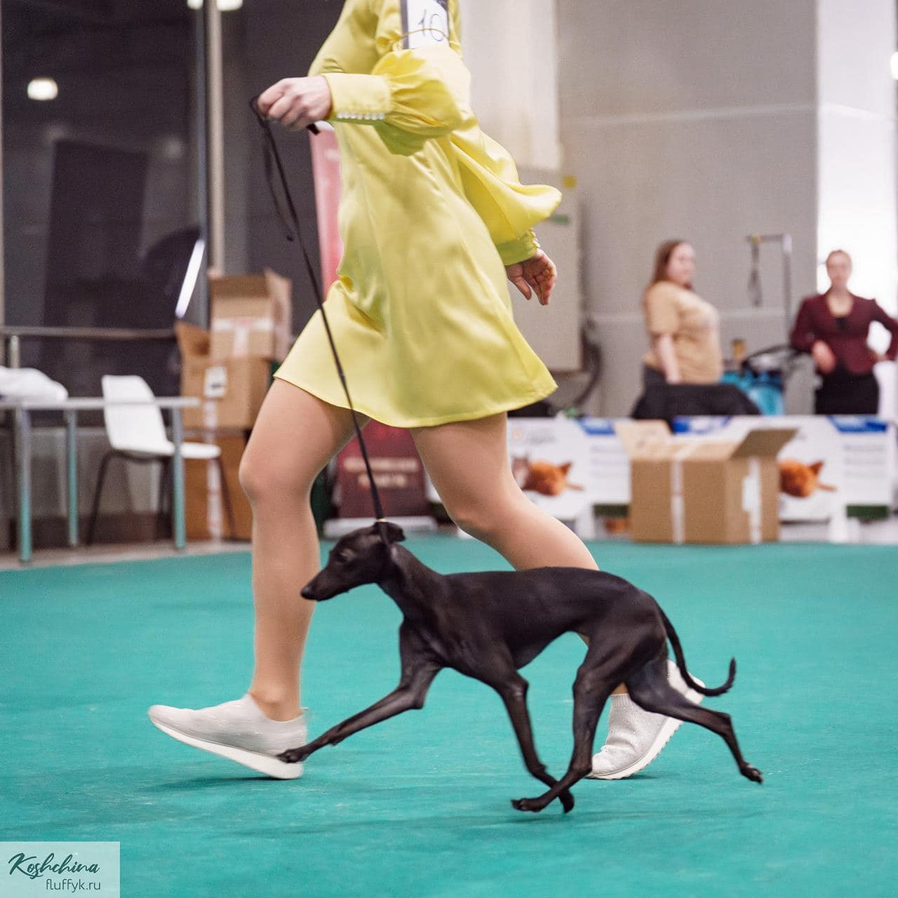 Профессиональный питомник левреток РКФ/FCI ASTI SAPPHIRE 💎 Сочи|Санкт-Петербург