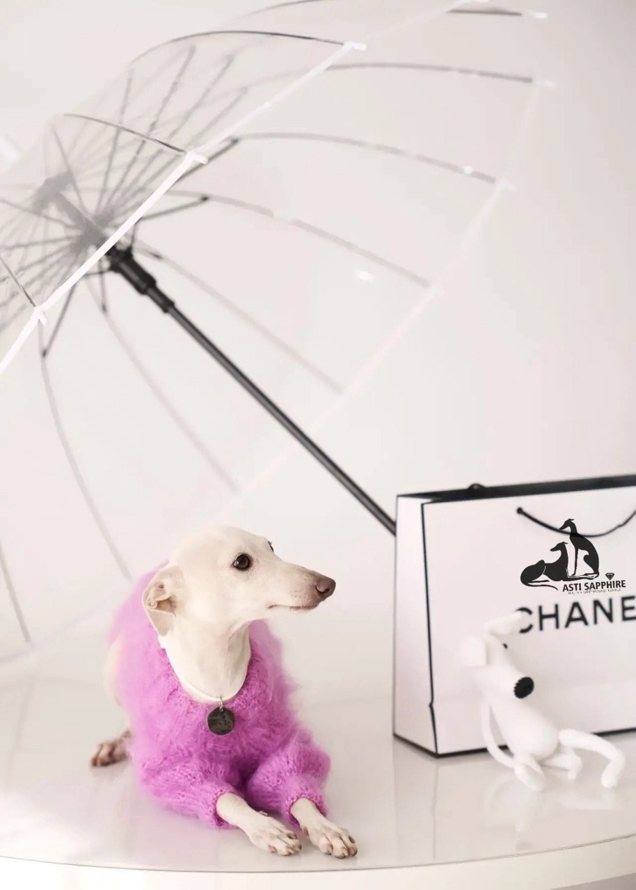 Одежда. Профессиональный питомник левреток РКФ/FCI ASTI SAPPHIRE 💎 Сочи|Санкт-Петербург