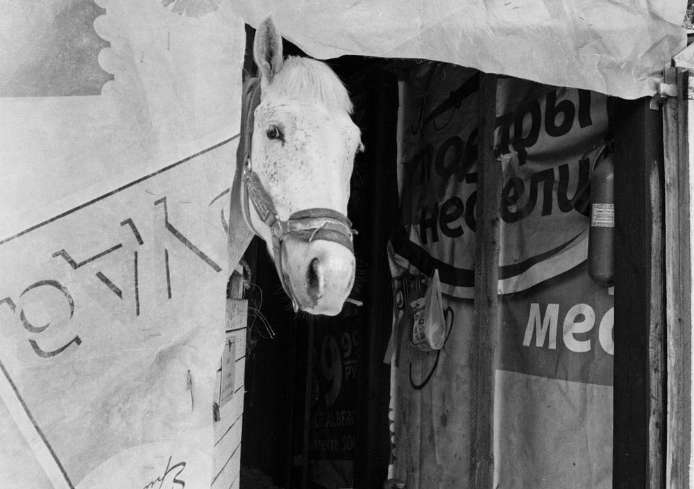 Friendship for Salvation. Междисциплинарный художник и режиссер София Меликова