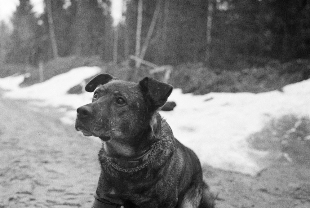 Three Comrades. Междисциплинарный художник и режиссер София Меликова