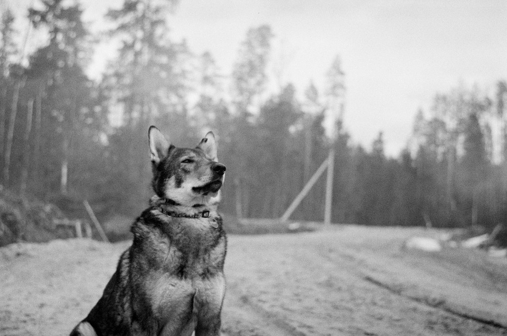 Three Comrades. Междисциплинарный художник и режиссер София Меликова