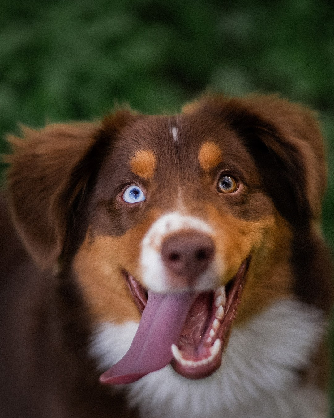 Мария и Брасс. Фотограф анималист в Москве и Санкт-Петербурге Свиридова Анна