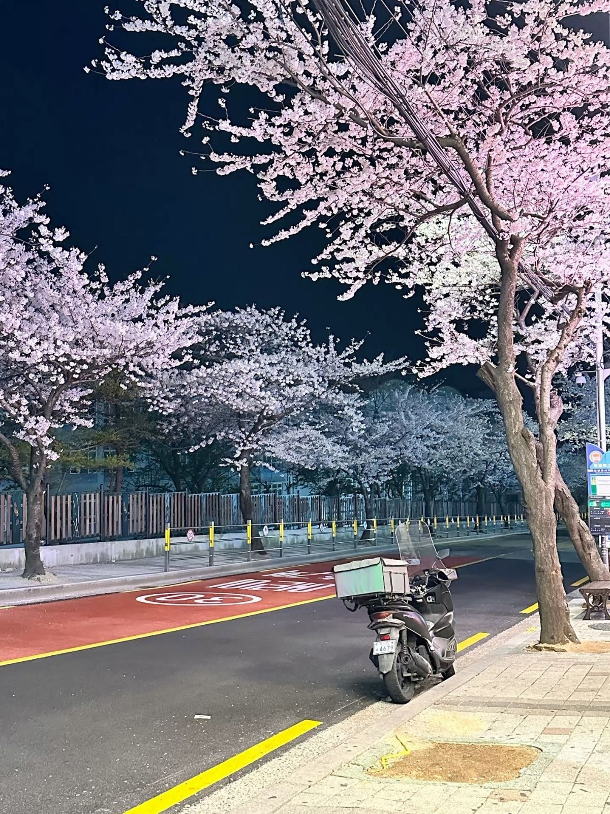 Cherry blossom photography guide Busan best sakura locations. Busan Güney Kore kiraz çiçeği izleme noktaları rehberi
