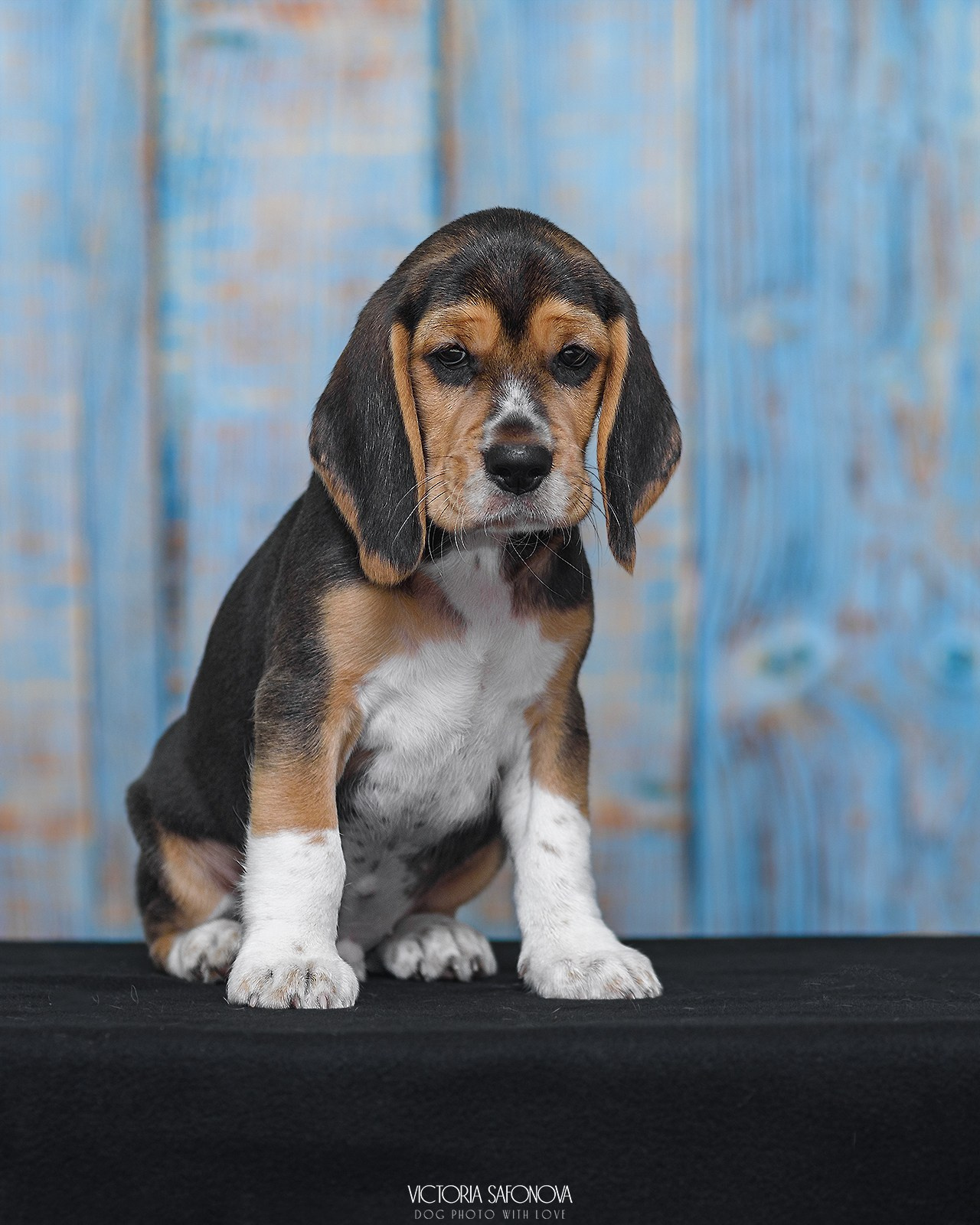 Бигль 08.06.2024. Фотограф анималист Благовещенск. Сафонова Виктория