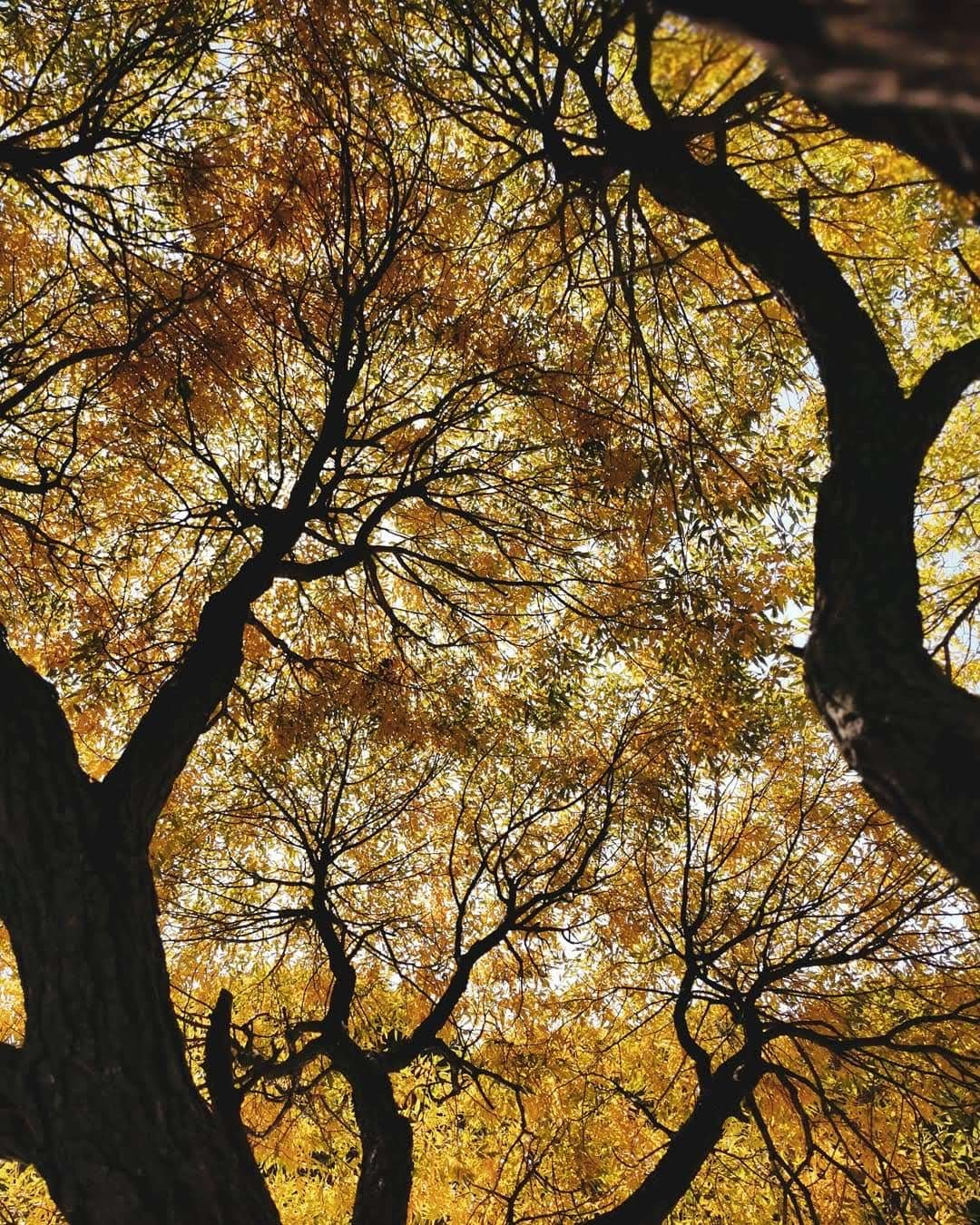 Макрофотография. Гендугова Людмила Фотограф Москва