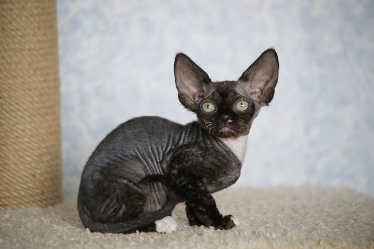 DRX n 09 кошечка Nevskiy Favorite Marbella готова к резерву 🧿 д/р 03.02.26. Nevskiy Favorite — питомник девон-рексов в Санкт-Петербурге. Здоровые, ласковые и редкие котята