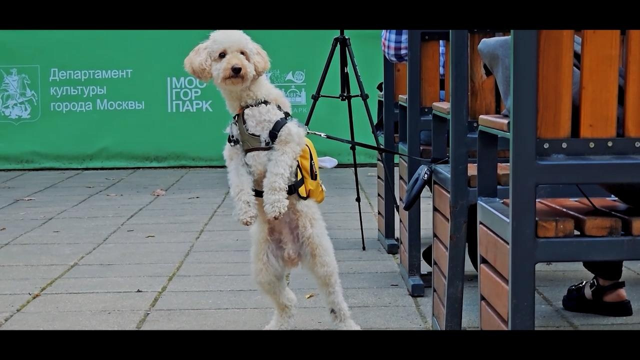 «Какое-то японское слово» — 2025. Документальные фильмы