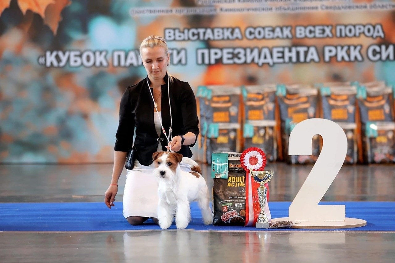 Lovely-Orange Kaizer. Lovely-Orange питомник джек рассел терьеров