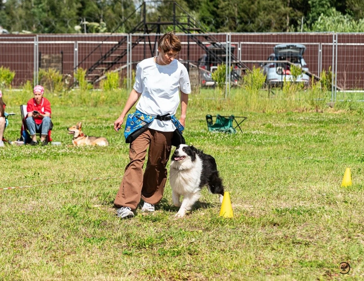 Карныш. BLGKV питомник собак