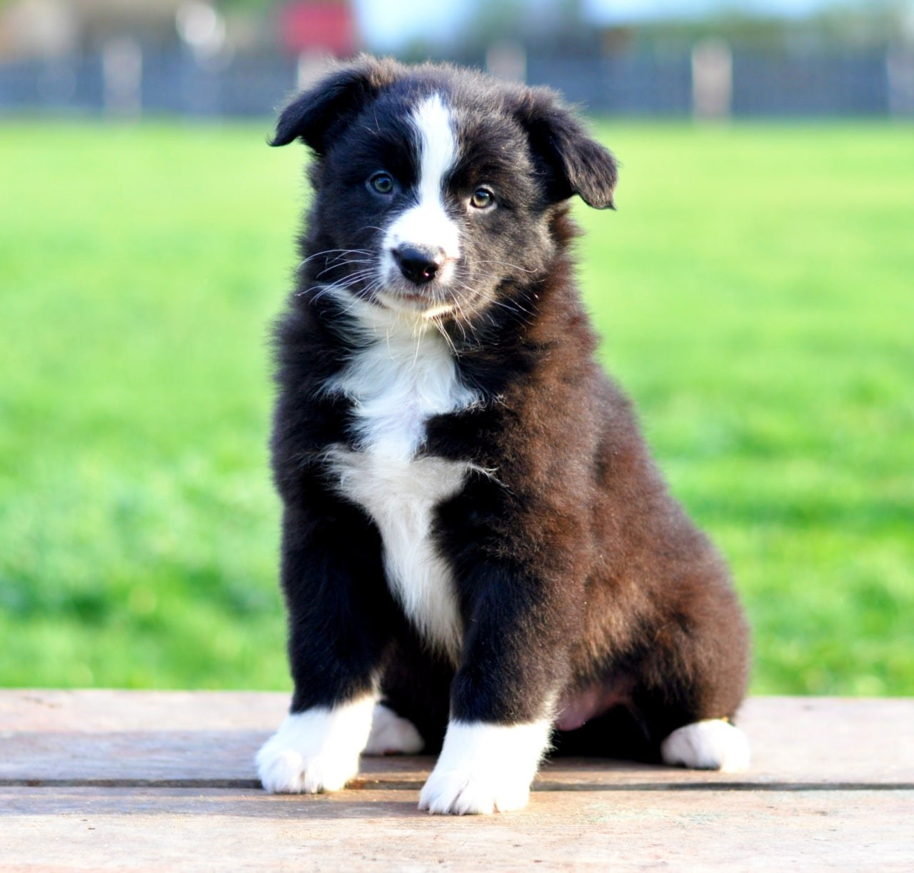 Хава. BLGKV питомник собак