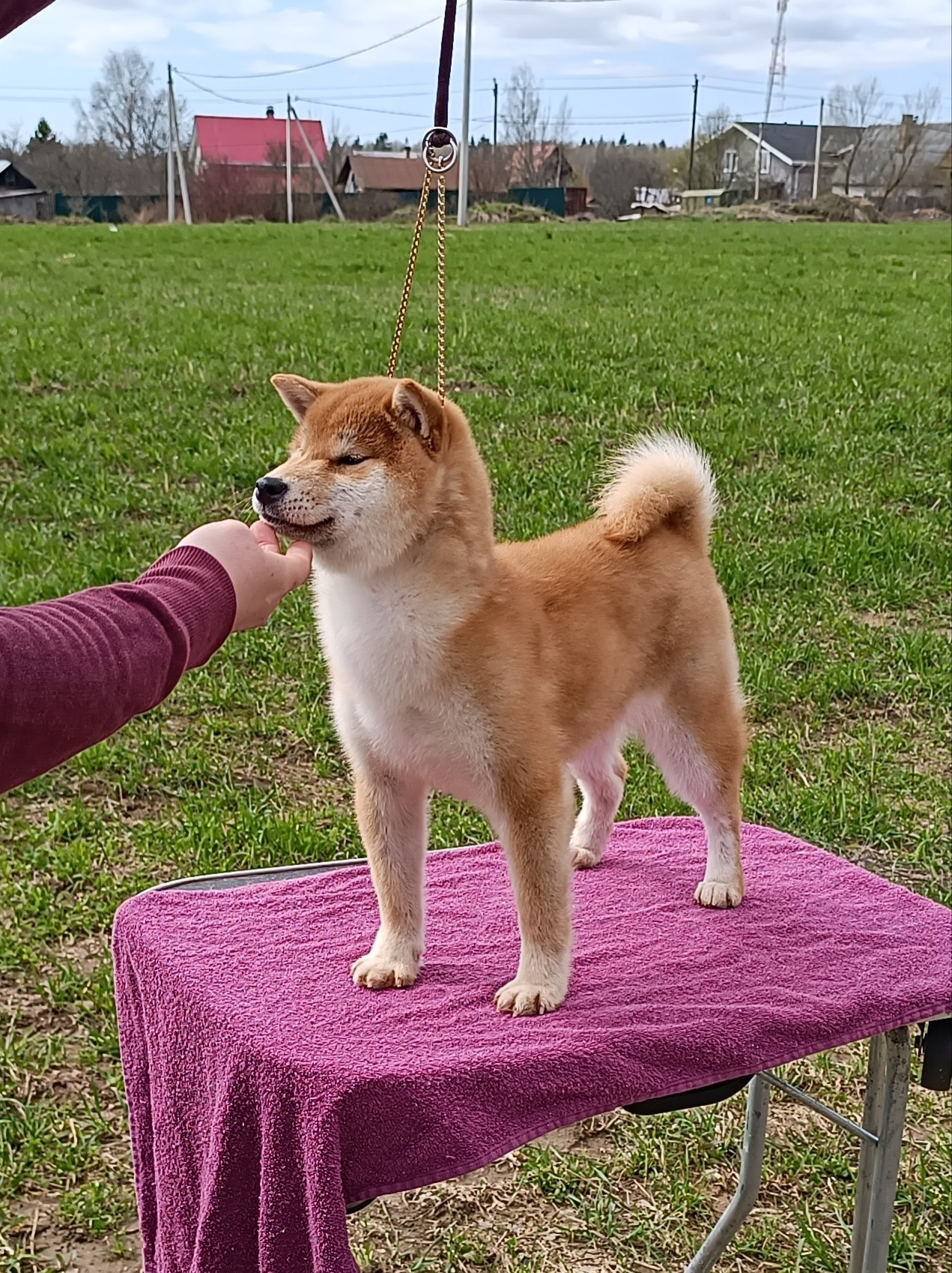 Rubylight Bella * Белла. Американская акита I Сиба ину I Питомник RUBYLIGHT