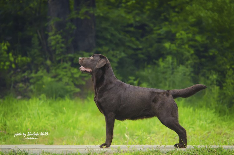 Экстерьерные фото. Slavilada-Лапки. Свет. Любовь… Профессиональная фотосессия питомцев Для памяти, пристройства и продажи. Хабаровск