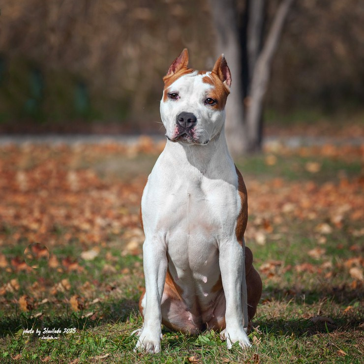 Экстерьерные фото. Slavilada-Лапки. Свет. Любовь… Профессиональная фотосессия питомцев Для памяти, пристройства и продажи. Хабаровск