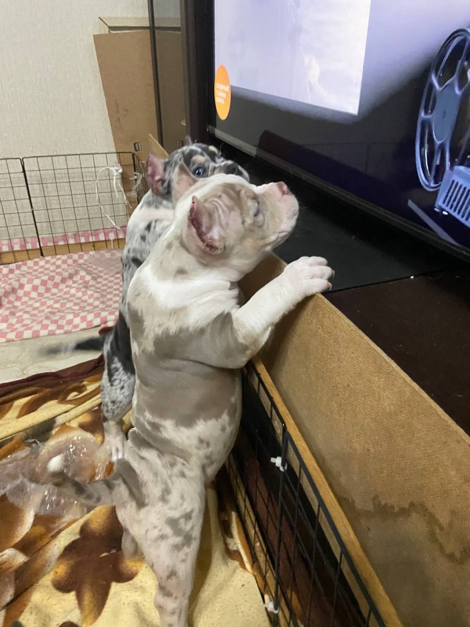 Свободные щенки Американский Булли, в типах покет, классик, стандарт. Американский Булли в г. Ростов-на-Дону. Питомник THE POWER OF SIBERIA