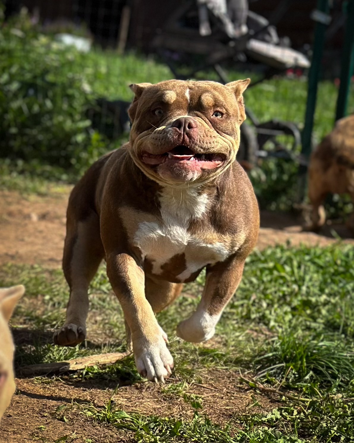 Ultimate Bully Tinky-Winky. Питомник американских булли Bounty Pride Bully