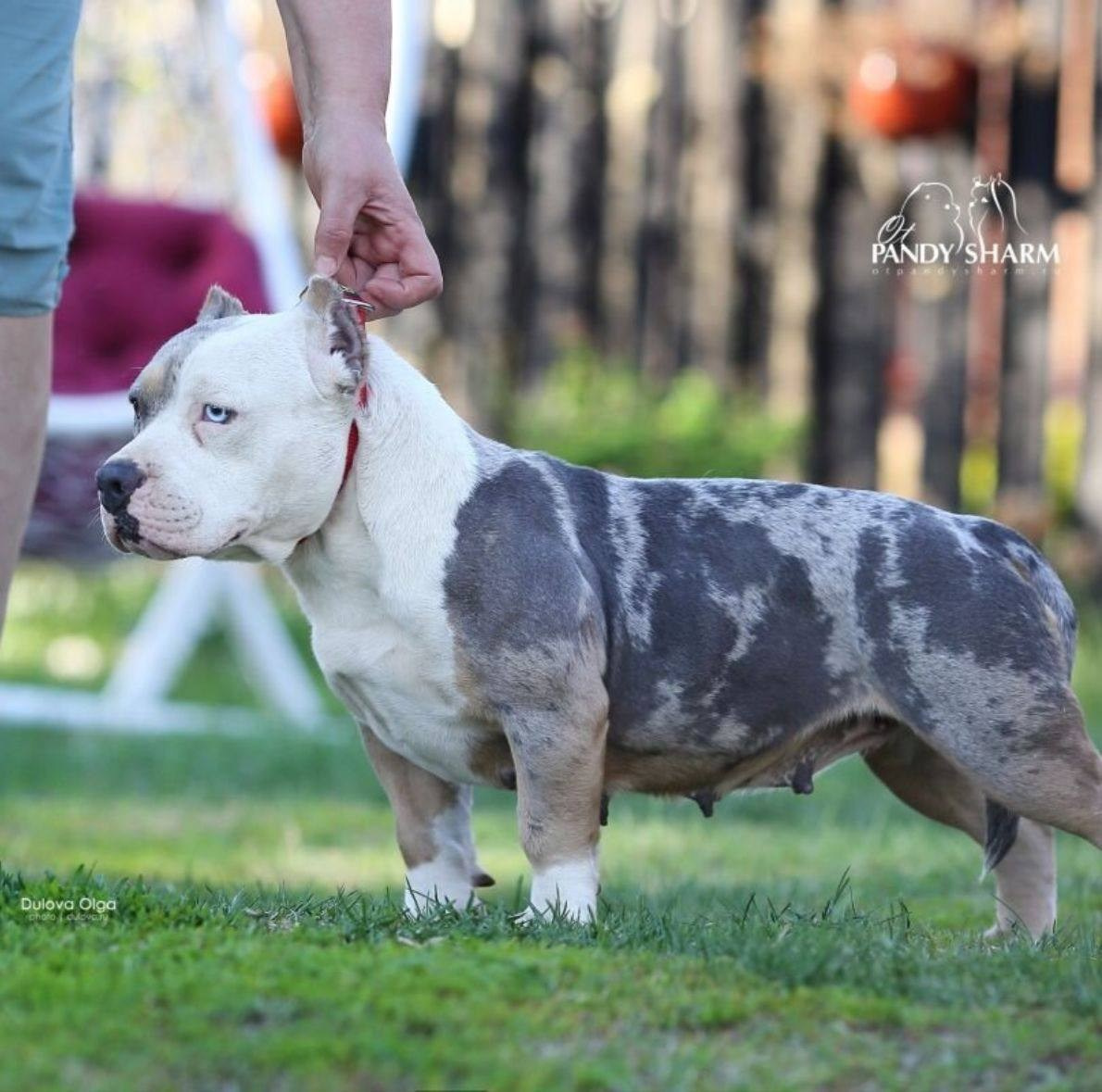 Lordli Of Gardens Blucha. Питомник американских булли Bounty Pride Bully