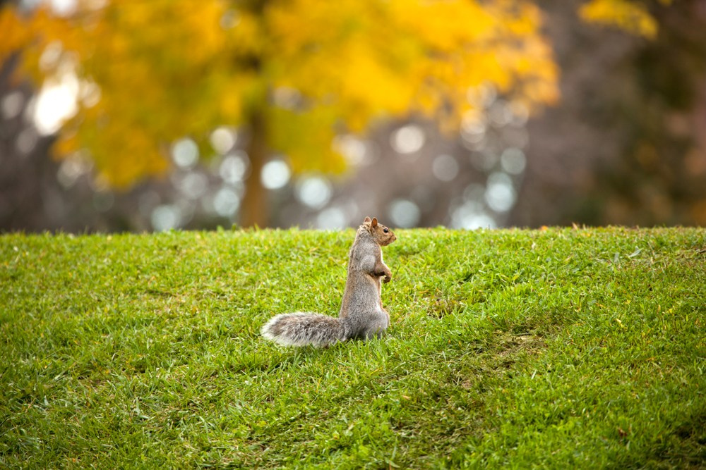 Wildlife photography. Photographer Kirill Sergeev | Moscow