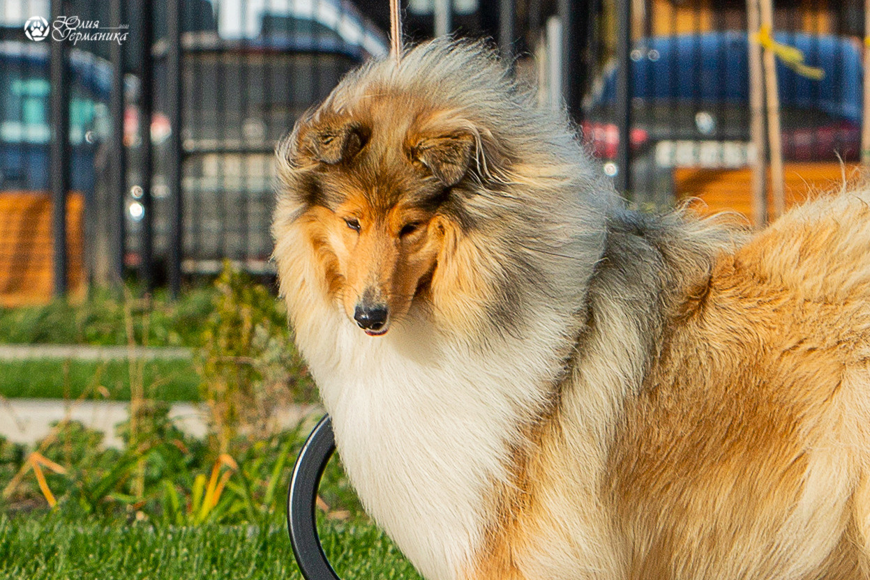 Нижний Новгород 3хCACIB 15-17 октября 2021. Фотограф-анималист Юлия Германика