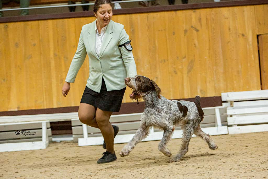 Минск 2хCACIB 27-28 ноября 2021. Фотограф-анималист Юлия Германика