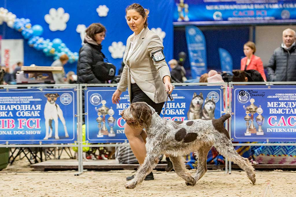 Минск 2хCACIB 27-28 ноября 2021. Фотограф-анималист Юлия Германика