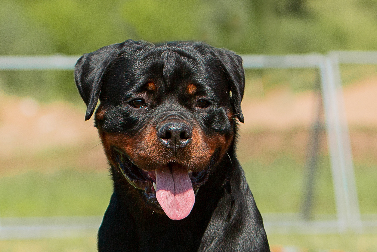 Монопородные выставки. Фотограф-анималист Юлия Германика