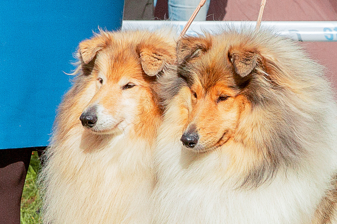 Псков 2xСАСIB 18-19 сентября 2021. Фотограф-анималист Юлия Германика