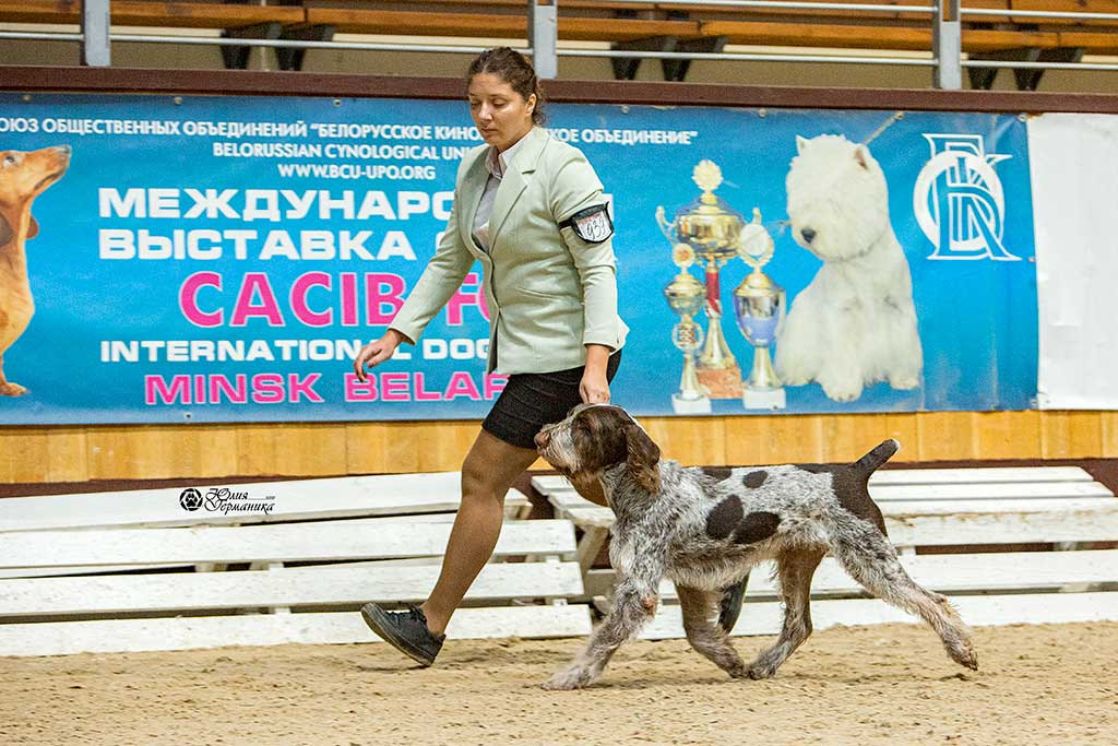 Минск 2хCACIB 27-28 ноября 2021. Фотограф-анималист Юлия Германика