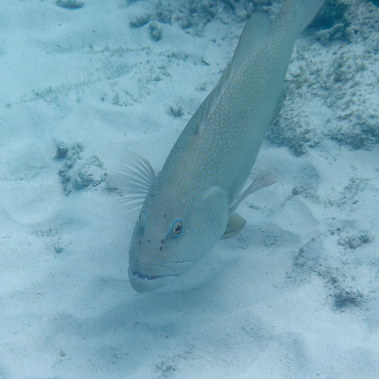 Мне посмотреть. Рыбов показываю