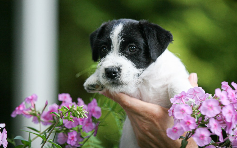 CANE MAESTRO RONDO. CANE MAESTRO — kennel Jack Russell Terrier