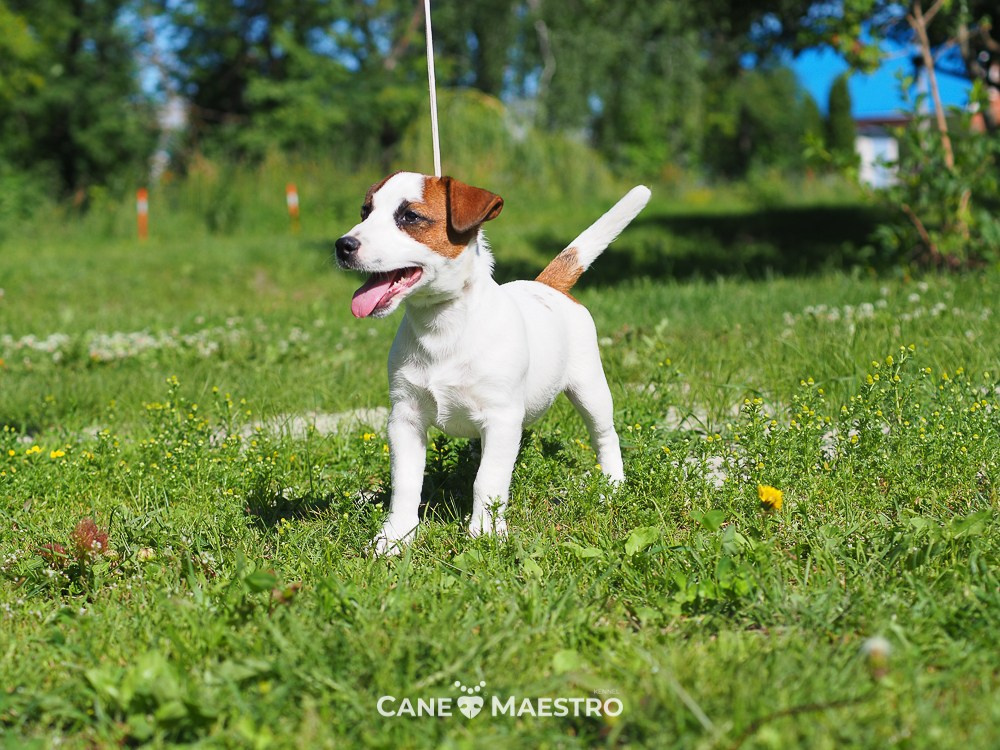 Щенок Джек-рассел-терьер. КМ ФЕРИТЕЙЛ. Гладкий джек рассел. Девочка№1. КАНЕ МАЭСТРО — питомник Джек рассел терьеров