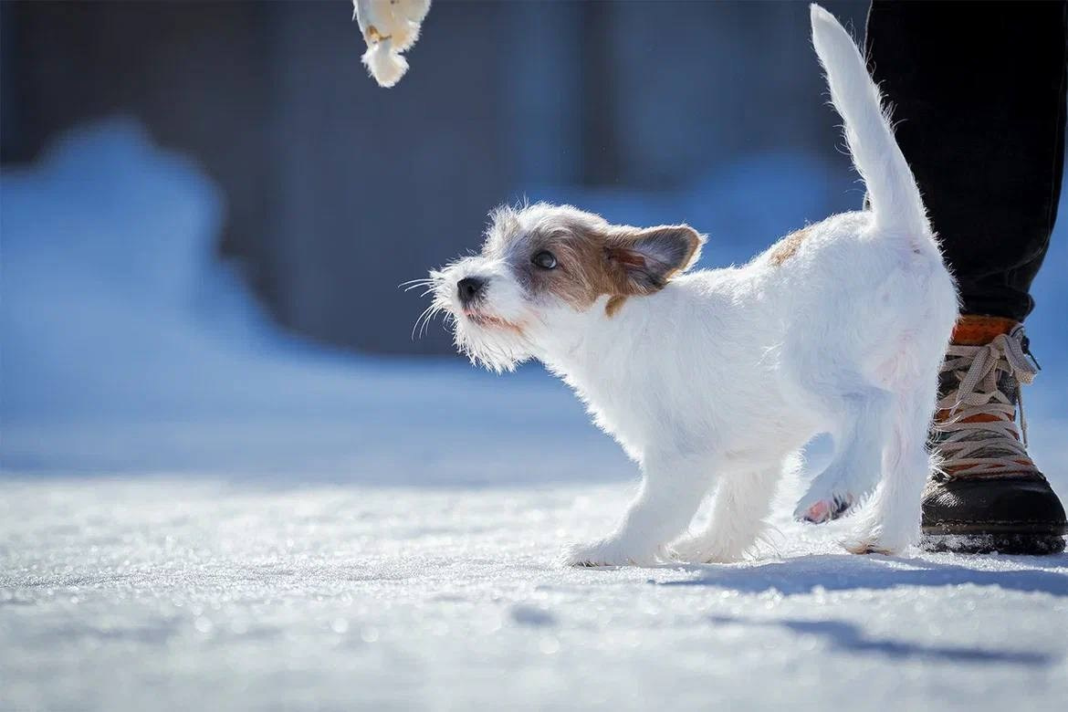 Сука 1. Lovely Orange kennel Jack Russell Terrier FCI/RKF