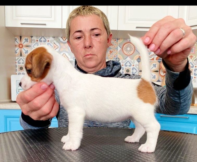 Сука 1. Lovely Orange kennel Jack Russell Terrier FCI/RKF