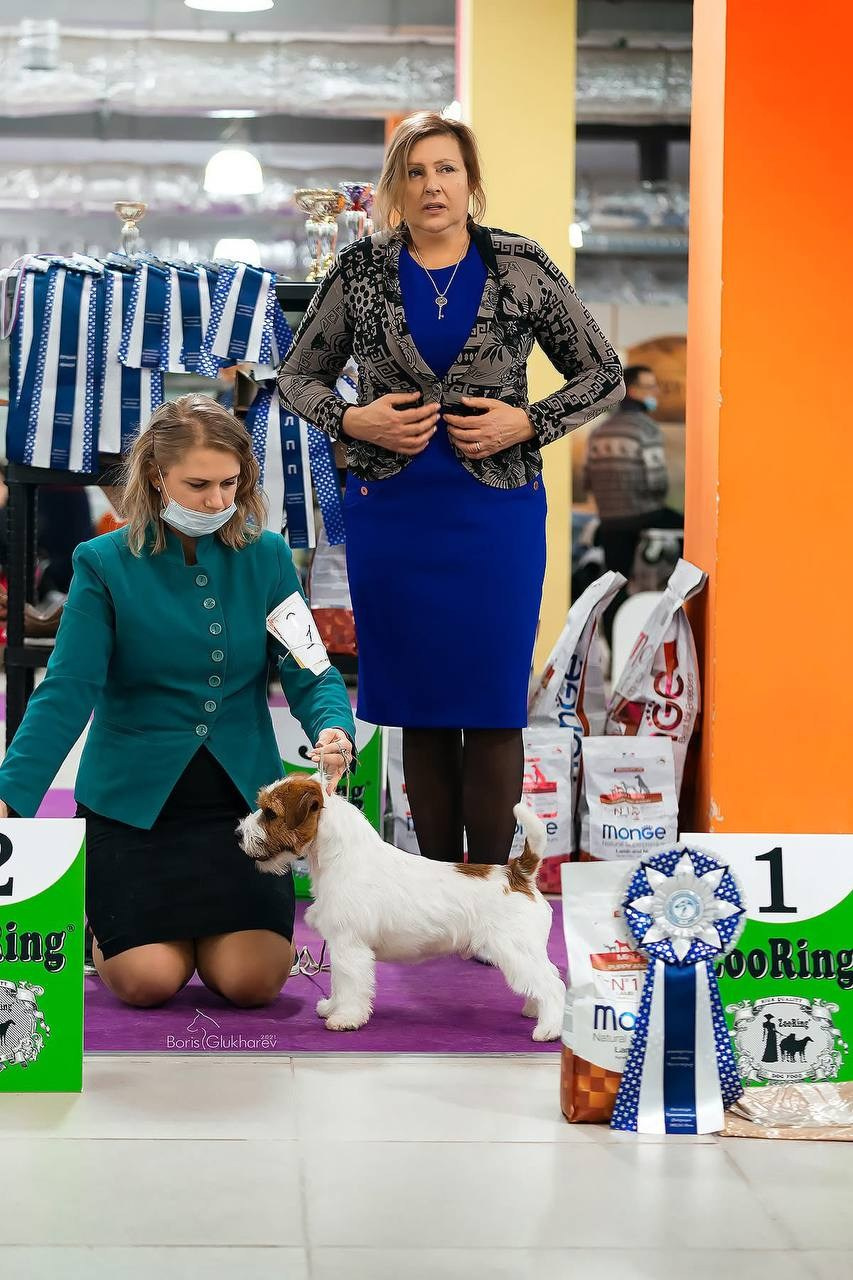 Lovely-Orange Barlow. Lovely-Orange питомник джек рассел терьеров