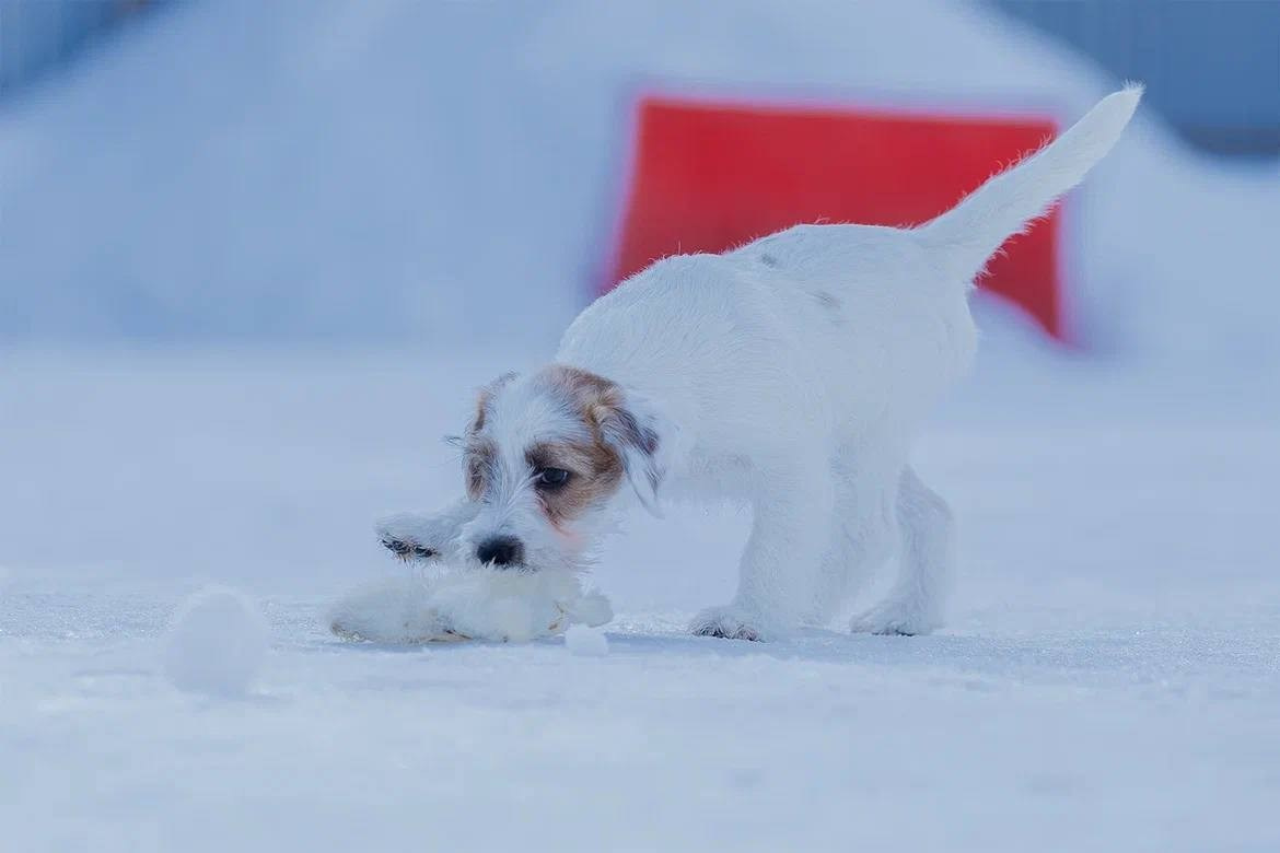 Сука 2. Lovely-Orange питомник джек рассел терьеров