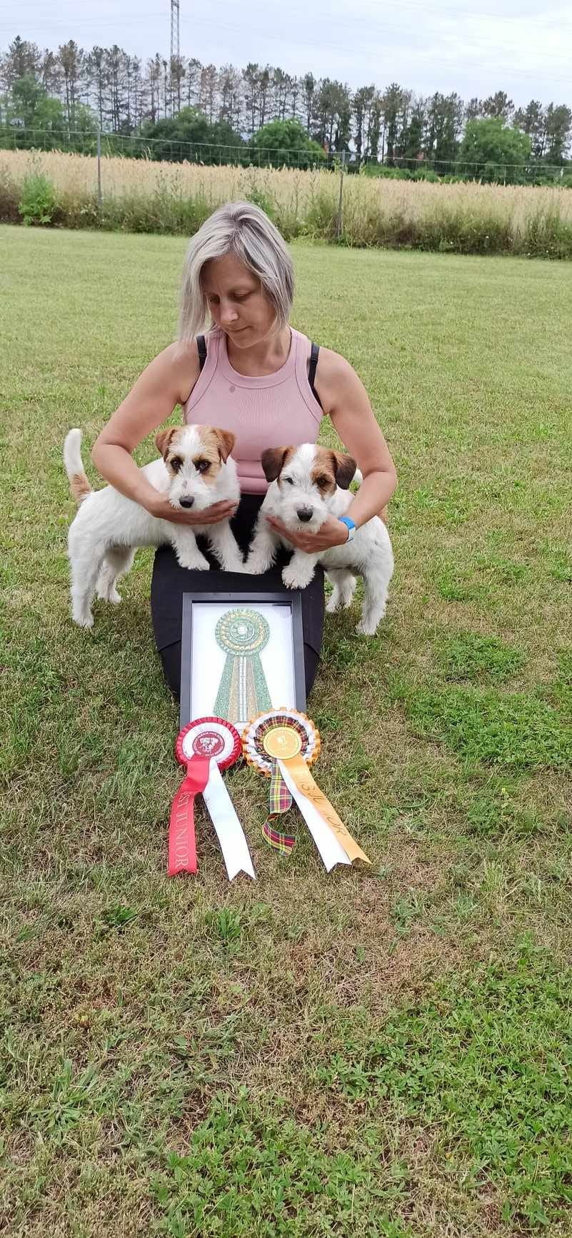 CM NIMBUS. КАНЕ МАЭСТРО — питомник Джек рассел терьеров