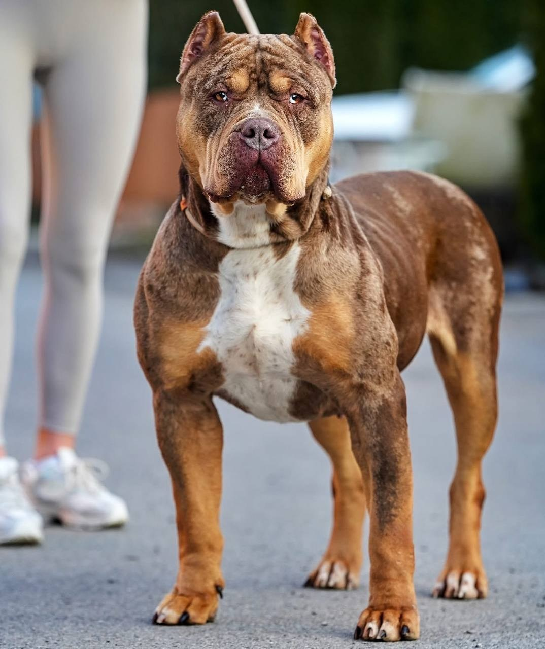 Mako’s GRANDBAR. Американские булли XL в г. Калининград. Питомник Great Bully UNIVERSE