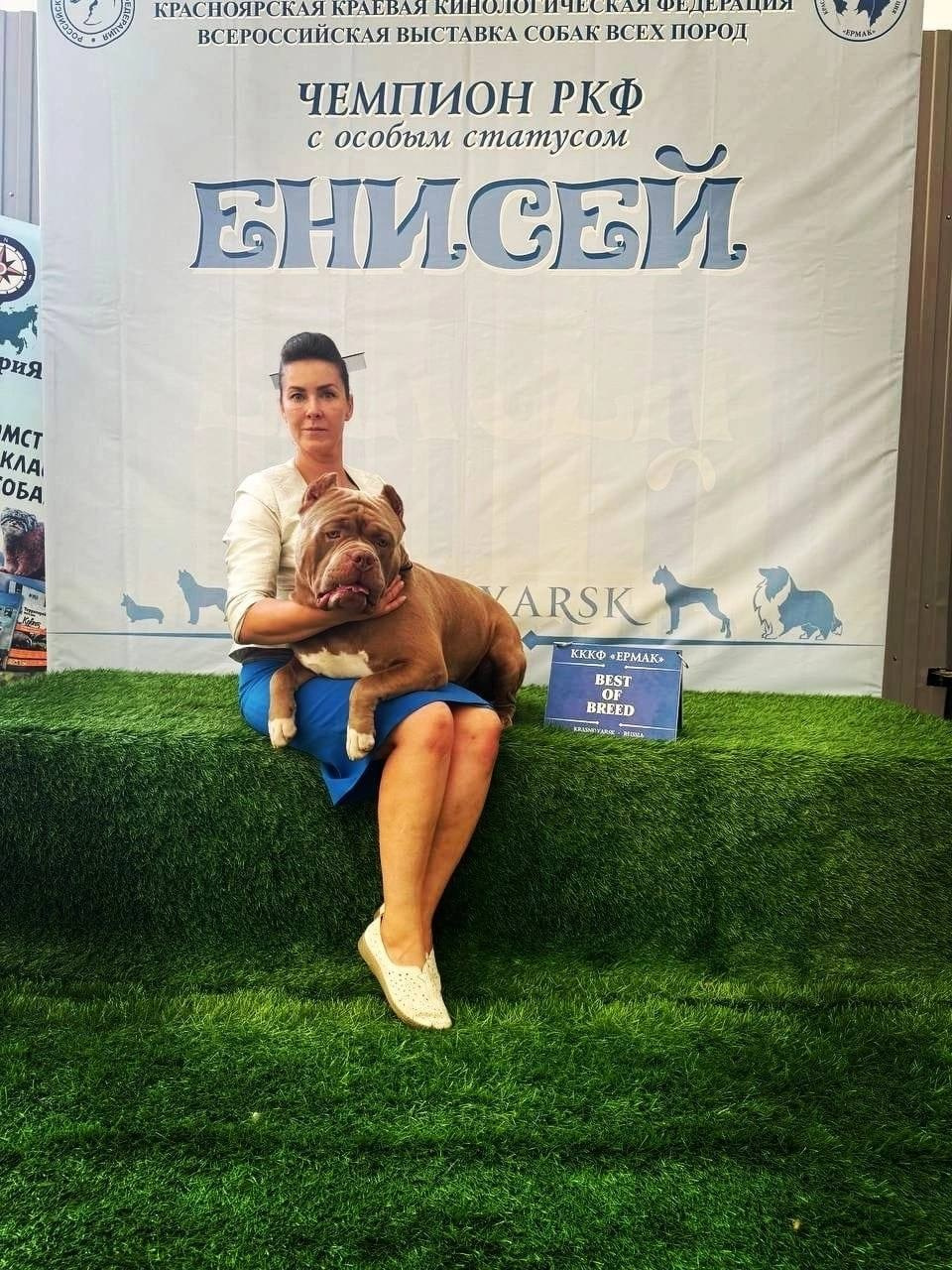 Участие в выставках. Американские булли XL в г. Калининград. Питомник Great Bully UNIVERSE