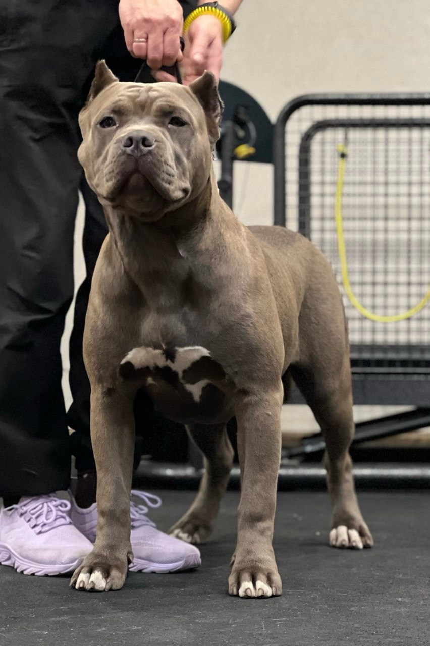 UPB’s Queenie & Zeus. 16.04.24. Американские булли XL в г. Калининград. Питомник Great Bully UNIVERSE