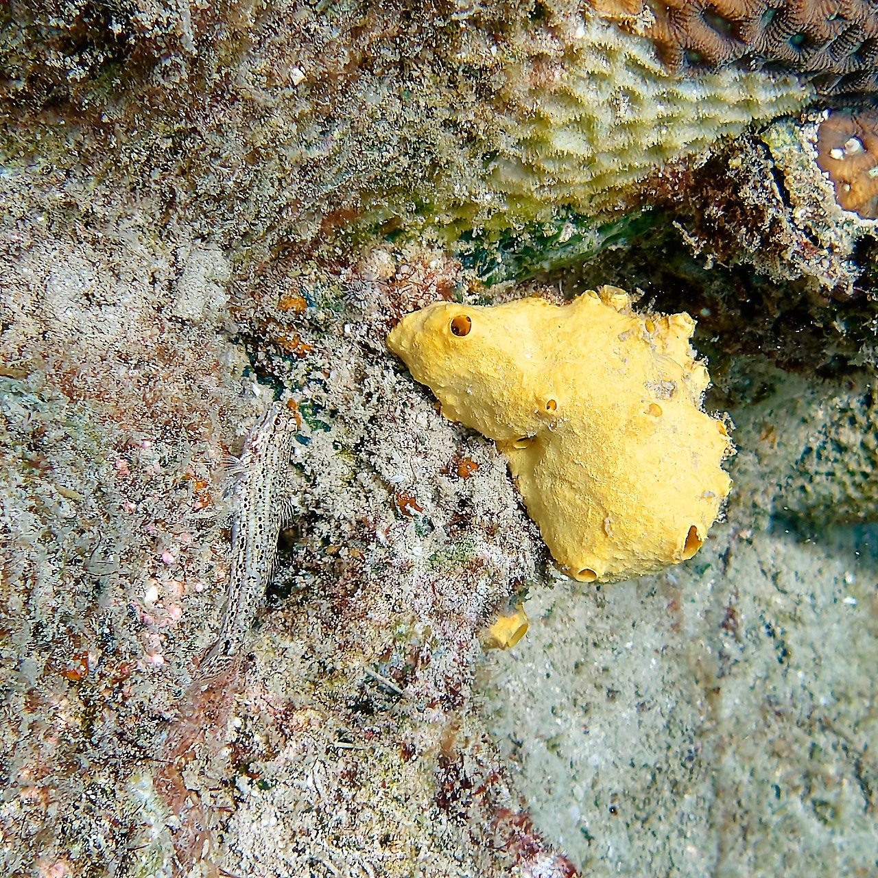 Мне посмотреть. Рыбов показываю