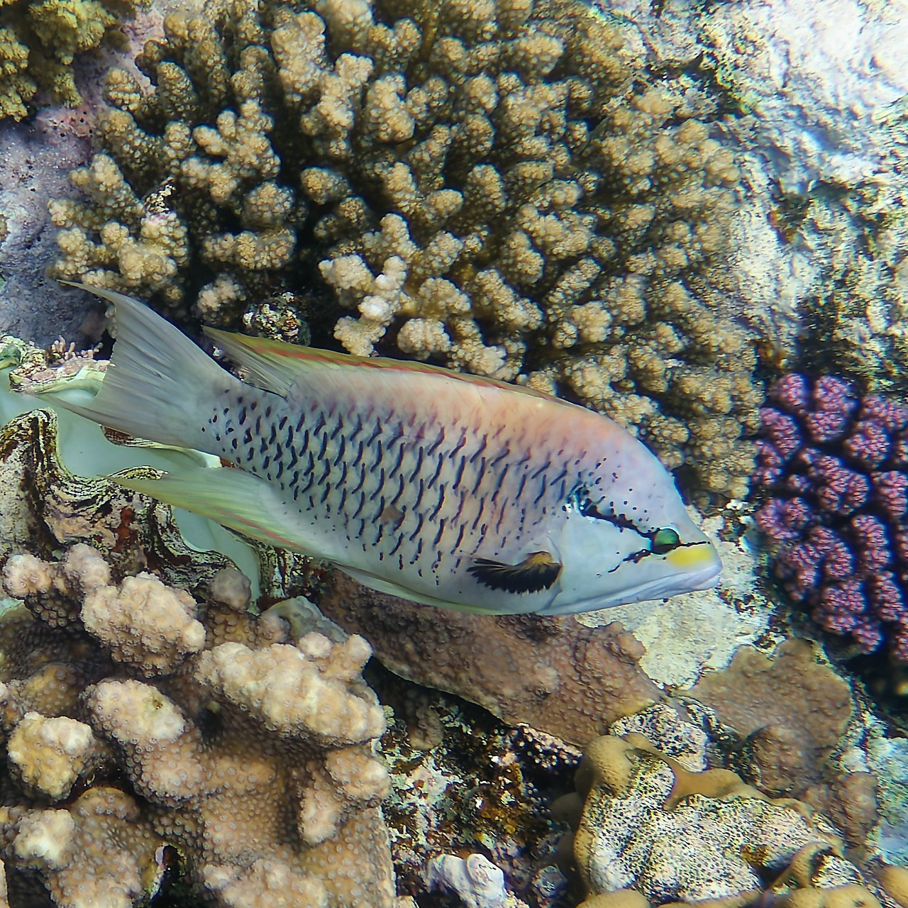 Мне посмотреть. Рыбов показываю
