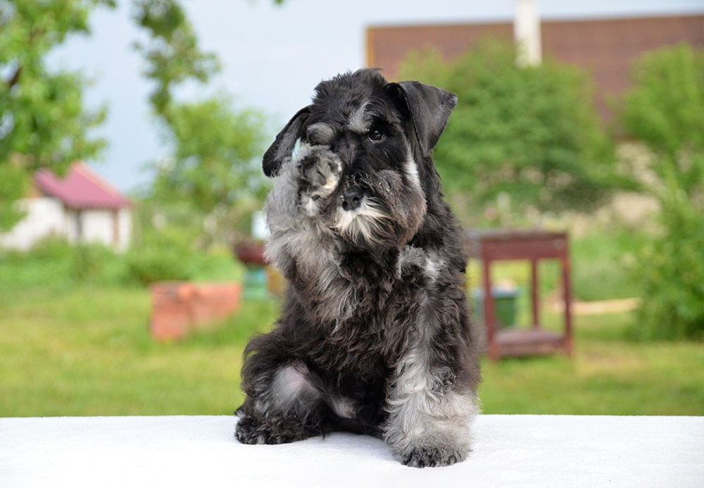 Шайн/Delinso Balance Oushen Moonshine. Питомник цвергшнауцеров в Беларуси «Делинсо Бэлэнс»