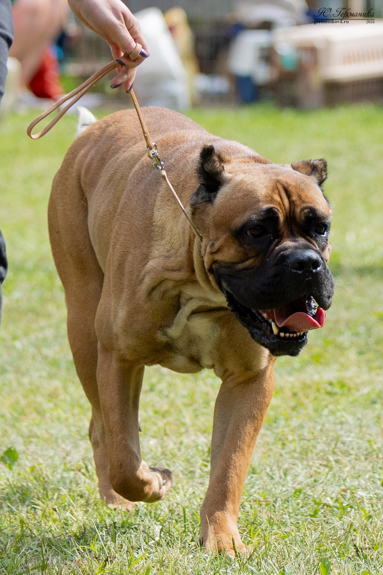 Ярославль 21.07.24 и Балашиха 13.07.24. Фотограф-анималист Юлия Германика