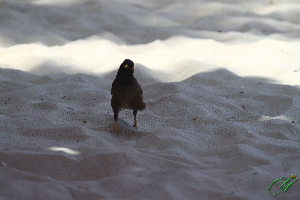Тайланд. Пхукет 2013. Улица, люди, жизнь…